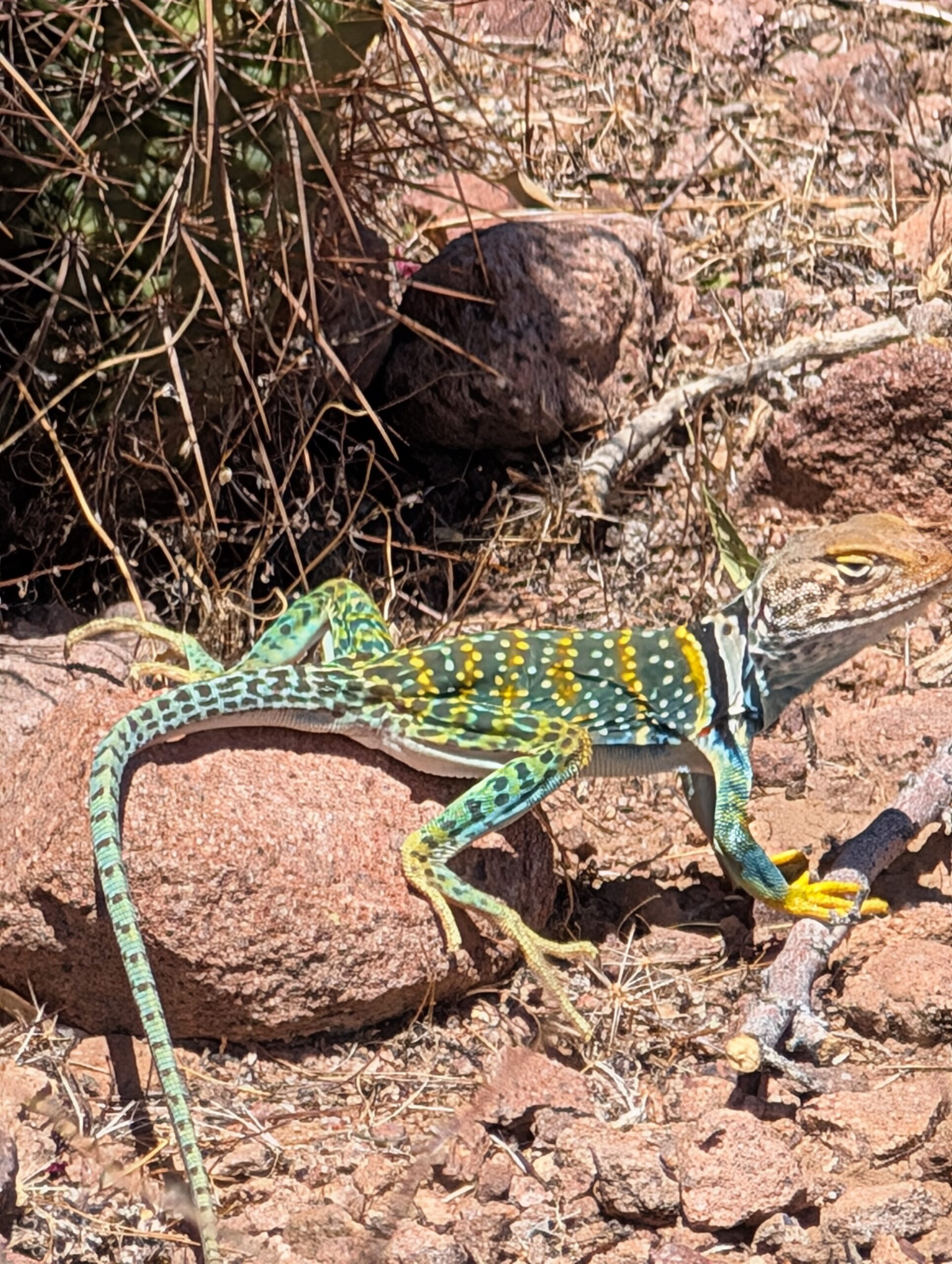 PXL_20250420_190143209